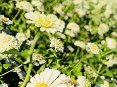 -莲花山花海