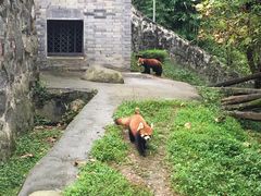 -都江堰中华大熊猫苑