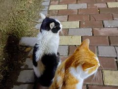 -赫尔森口腔·牙齿种植修复