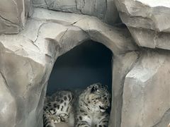 -青藏高原野生动物园