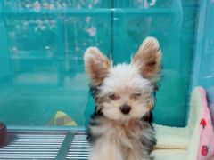 -FAELING PETS美天灵宠物(合生汇店)