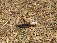 -野鸭湖国家湿地公园