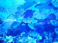-迪拜水族馆及水下动物园