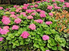 -徐家汇源景区-衡山公园