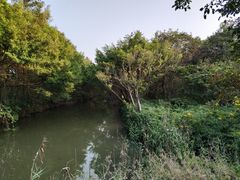 -大湾区中央湿地公园