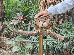 -广州长隆飞鸟乐园