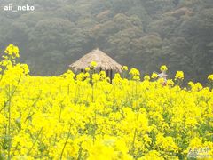 -广州市流溪河国家森林公园