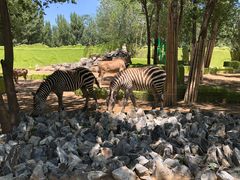 -北京野生动物园