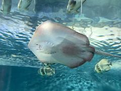 -上海海洋水族馆