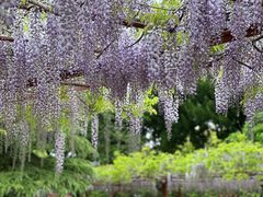 -嘉定紫藤园