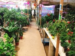 -金陵花卉交易市场