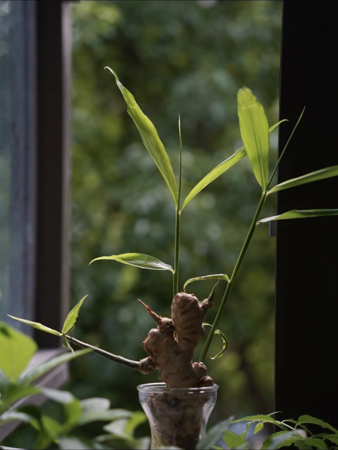 第一次看到姜的叶子长啥样