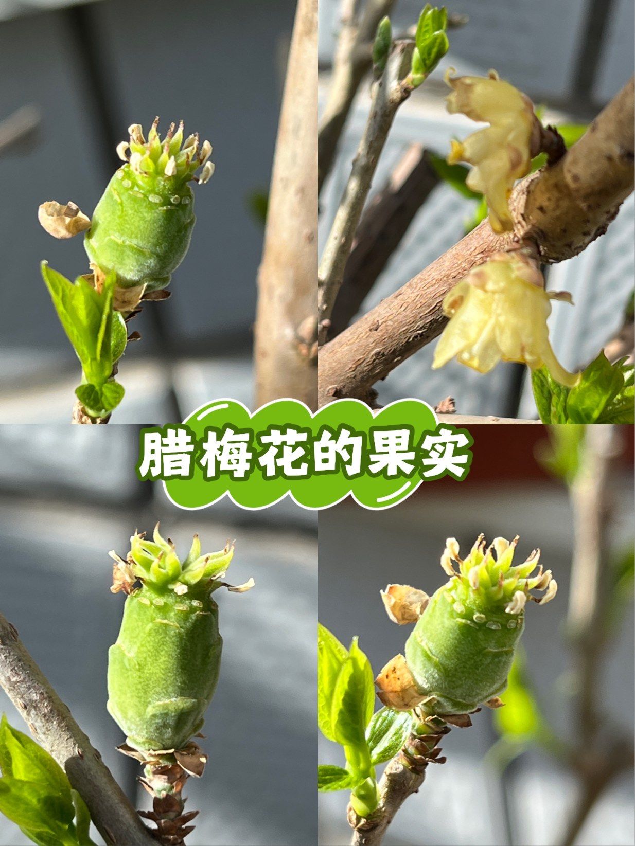 左滑 腊梅花的果实