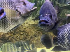 -上海海洋水族馆