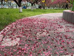 -莲花池公园