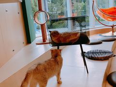 -飞行喵MR PILOT|猫舍·猫咖(静安大融城店)