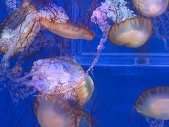 -海合安武汉极地海洋公园