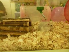 -龙猫仔乐园(惠福东路店)