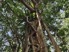 -中国科学院西双版纳热带植物园
