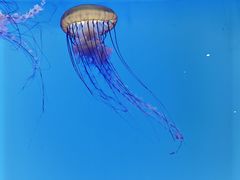 -上海海洋水族馆