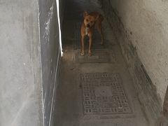 -鸡鸣汤包(广东路店)