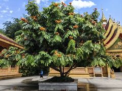 -西双版纳勐泐文化旅游区