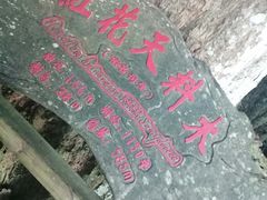 -海南霸王岭国家森林公园