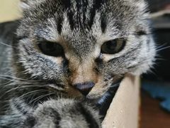 -悦宠动物医院(京丰分院)