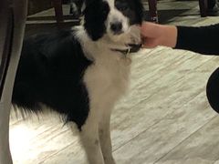 -百好乐宠物友好餐厅(朝外大街店)