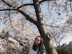 -嘉定紫藤园