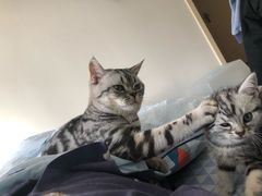 -纳吉亚猫专科动物诊疗中心(蒋宅口分院)