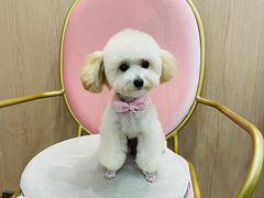 -BABIT巴比特宠物(MOMOPARK店)