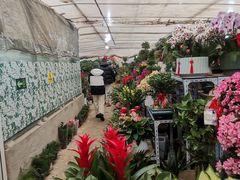 -金陵花卉交易市场