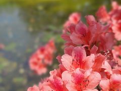 -上海滨江森林公园