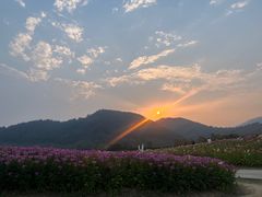 -径山花海