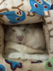 点击看大图 -小左沙龙