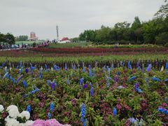 -荷兰花海