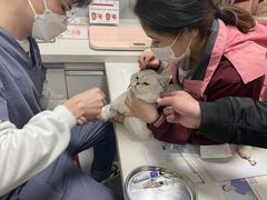 -伟伟宠物医院·瑞派猫友好医院·猫科(光谷店)