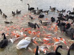 -艾溪湖湿地公园