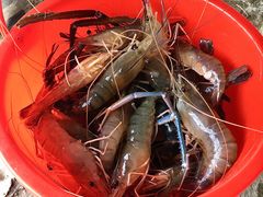 -会江钓鱼钓虾烧烤场