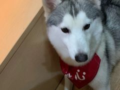 -Husky Go! 哈士奇体验馆·宠物咖啡厅狗咖