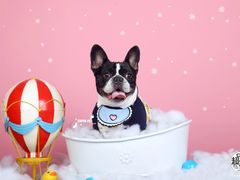 -超宠爱宠物摄影-Super pet