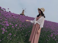 -大塘金香草谷
