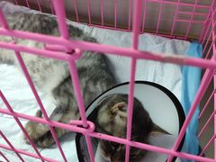 -喜多萌中农锦绣动物医院24H·猫科·牙科MRI·CT