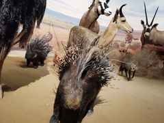 -陕西自然博物馆