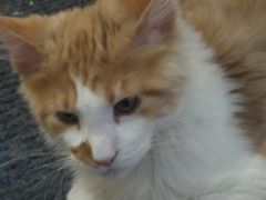 -欣宠猫屋·矮脚拿破仑·蓝金金渐层