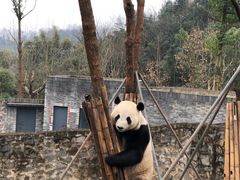 -都江堰中华大熊猫苑