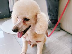 -爱侣宠医·鹦鹉专科·小型哺乳类·异宠专科(灵石路店)