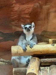 -Zoolung Zoolung动物主题公园(海信广场店)