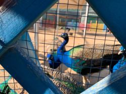 -萌宠亲子动物乐园(槐房万达店)